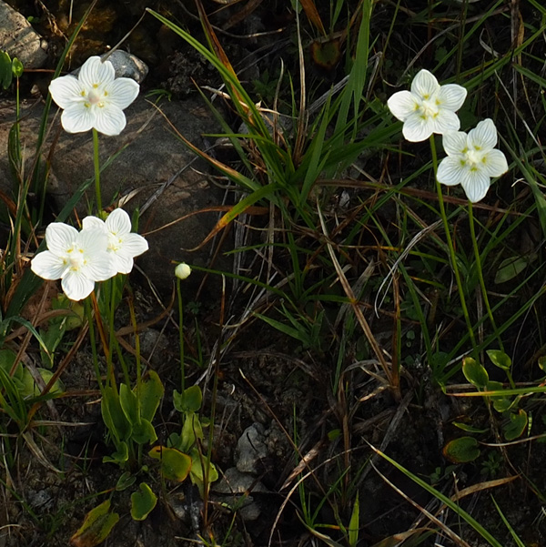 Sumpf-Herzblatt, Parnassia palustris